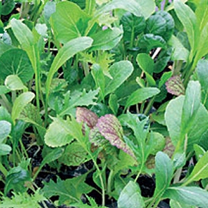 Salad Leaves Oriental Mixed